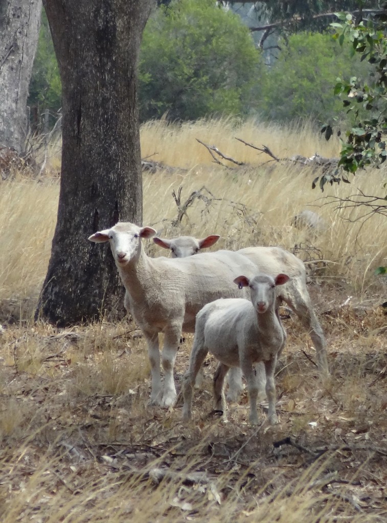 Australia Sheeps