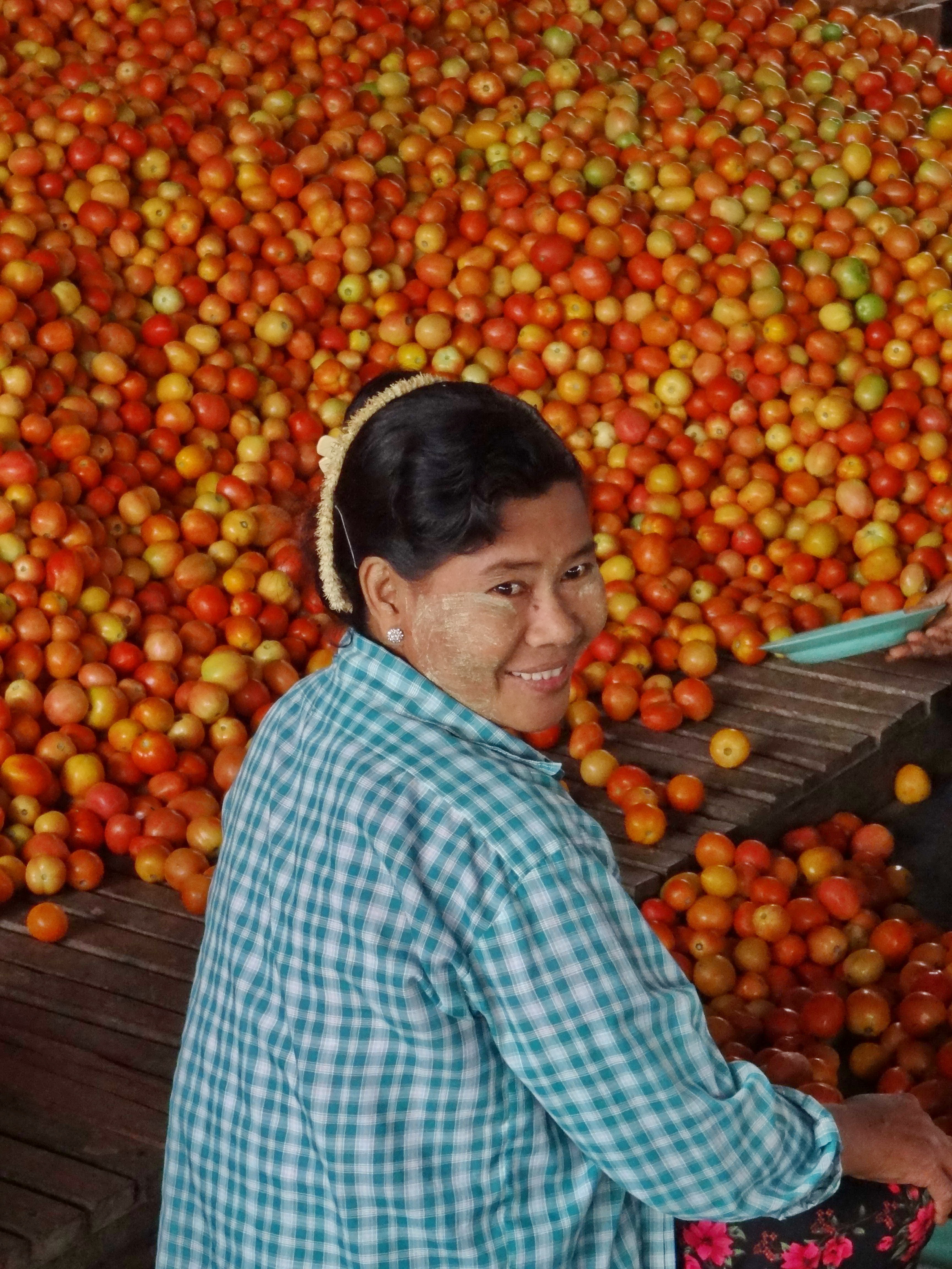 Myanmar Tomatoes