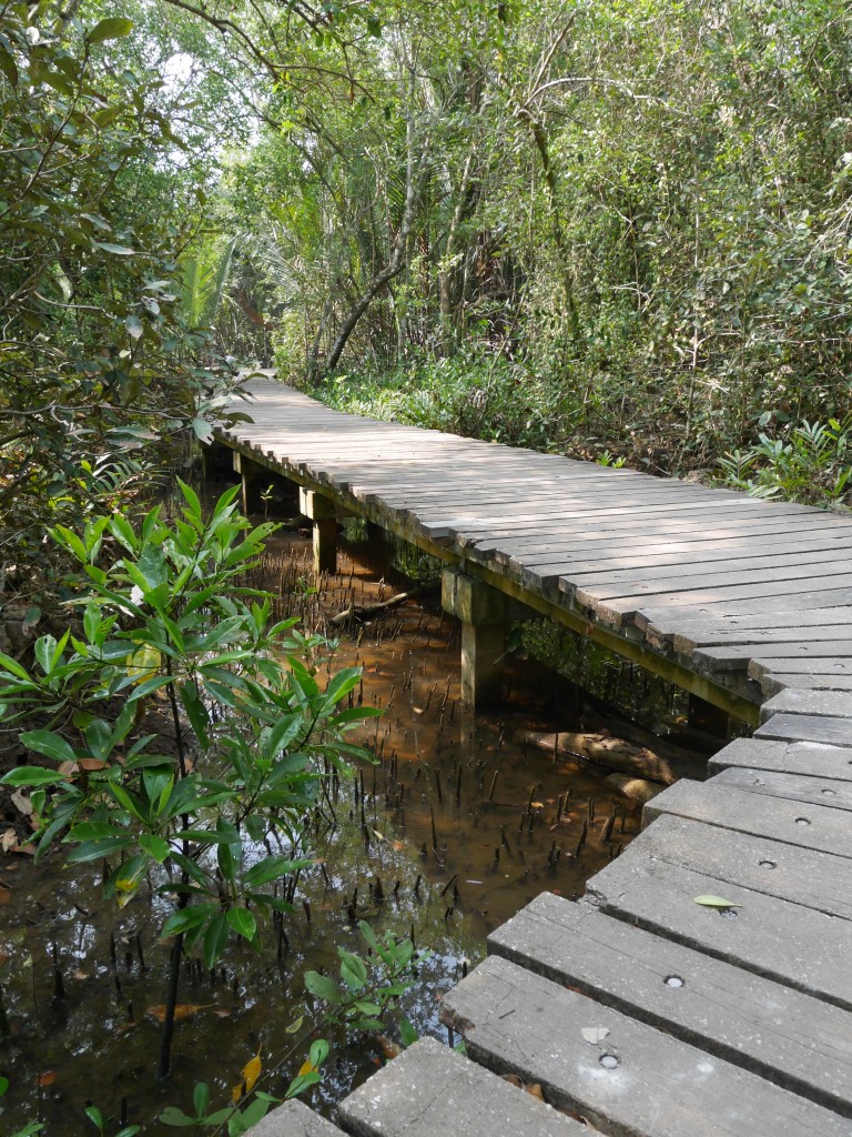 Pulau Ubin Mangrove Walk