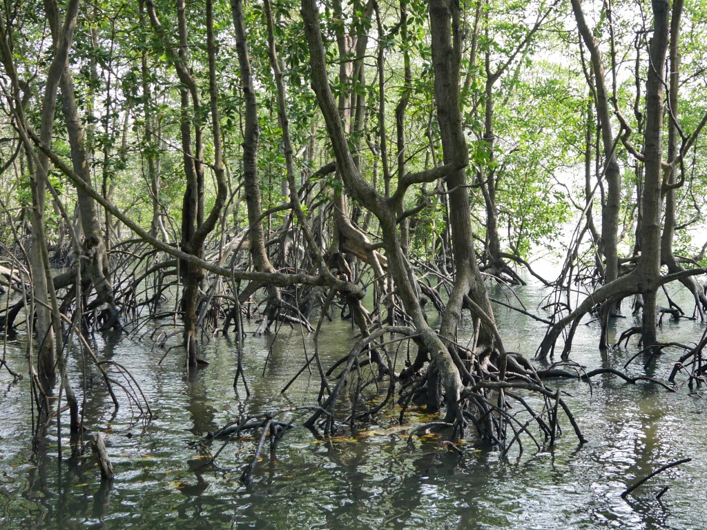 Pulau Ubin Mangroves