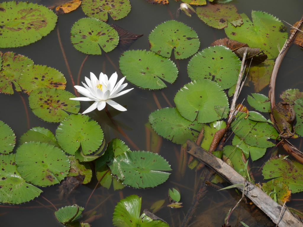 Pulau Ubin Water Lily