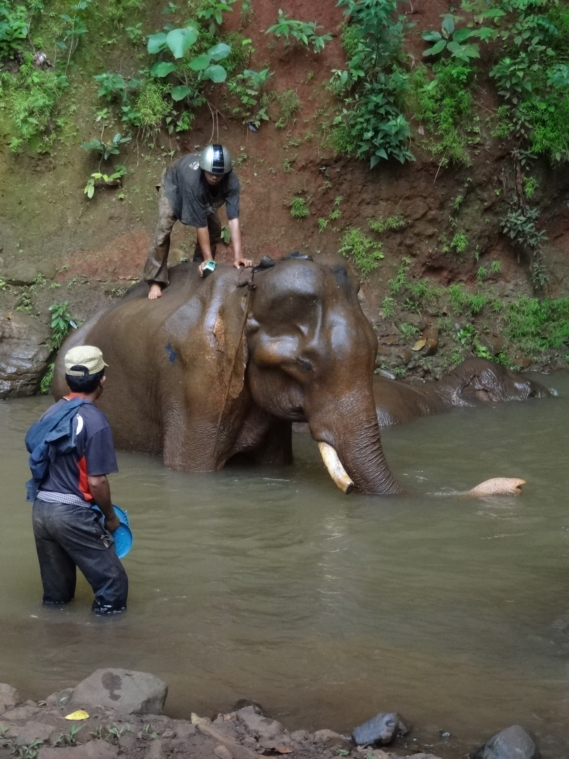 Cambodia Elephant Bull