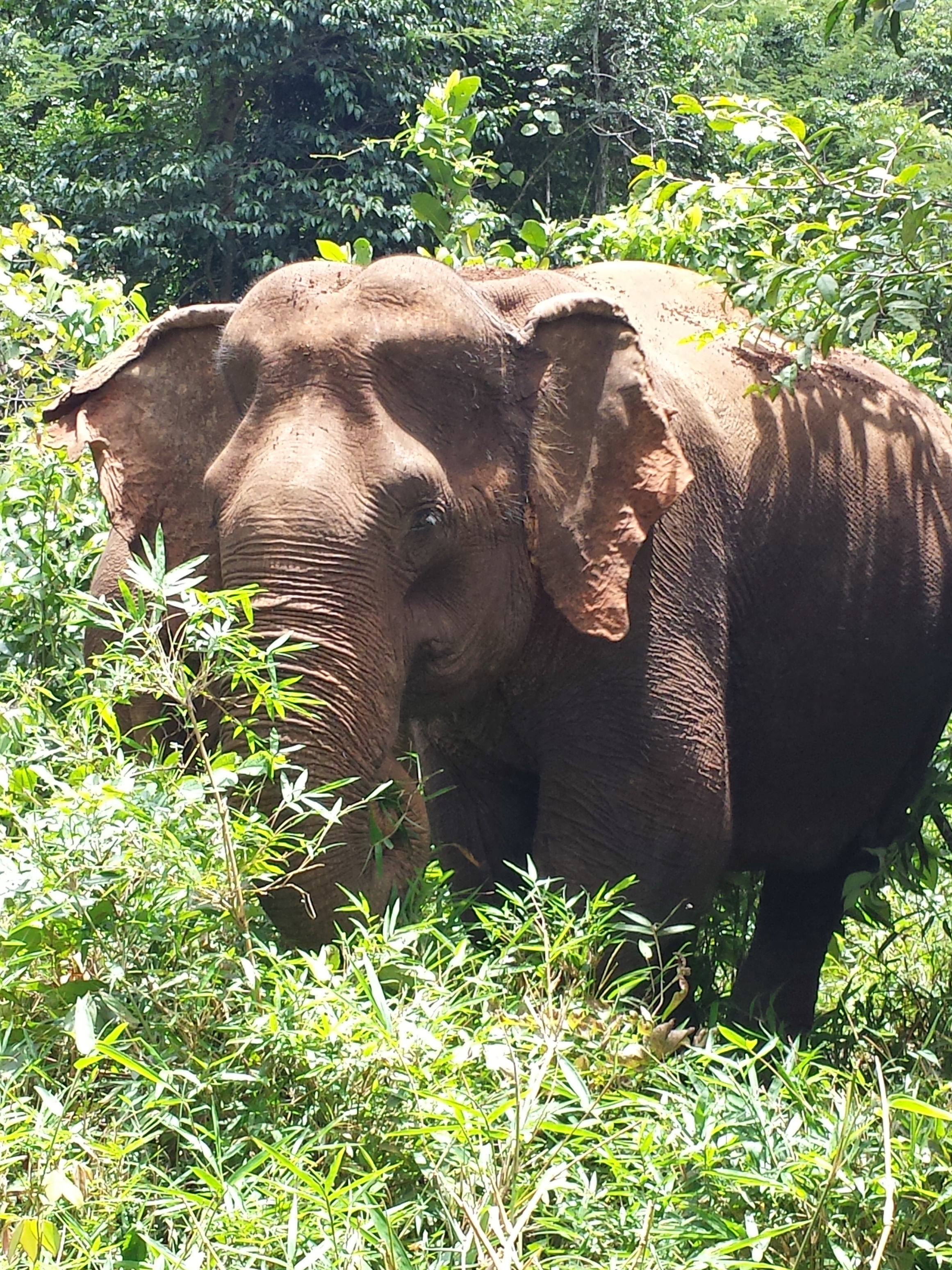 Cambodia Elephant II