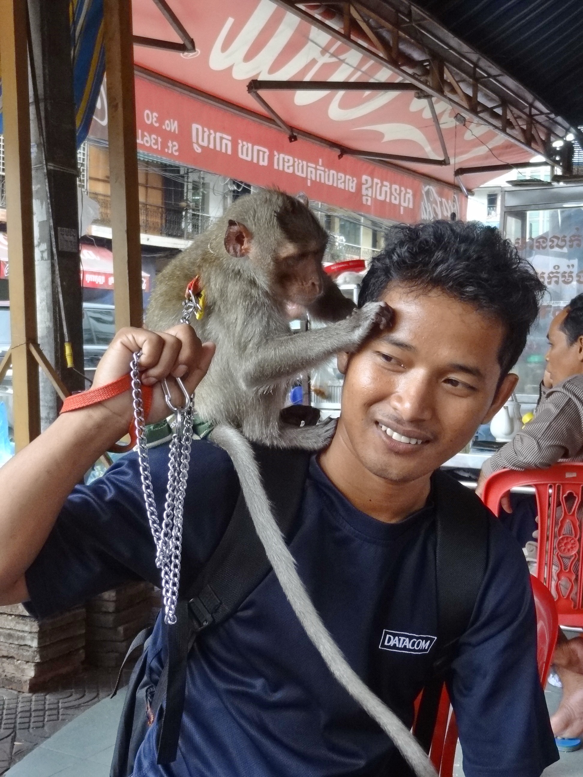 Cambodia Monkey