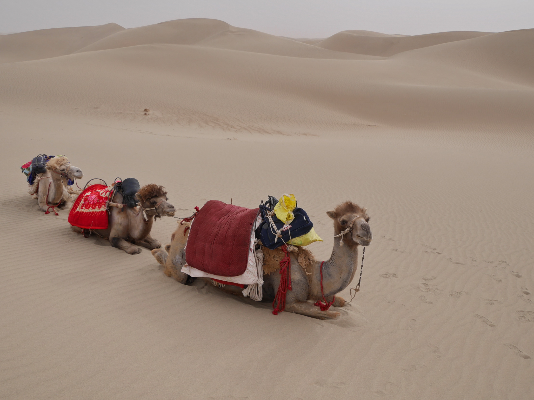 Xinjiang Camels_resize
