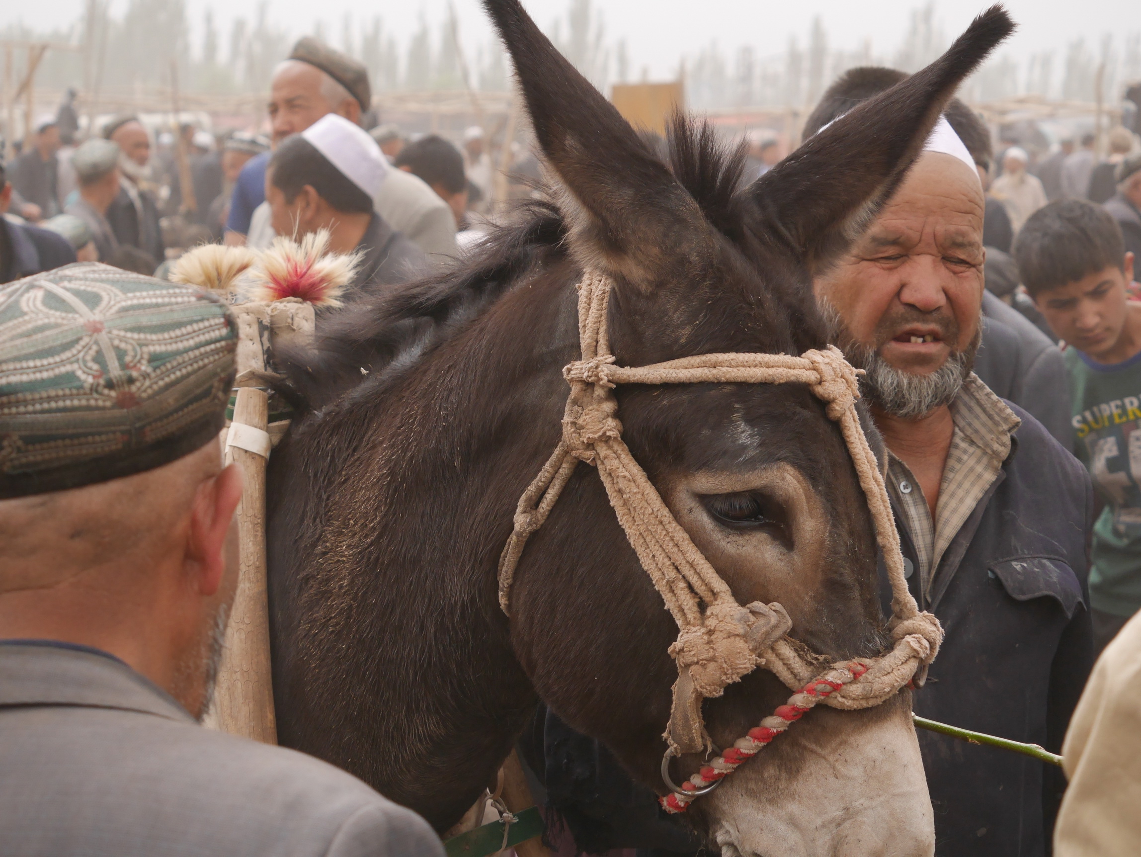 Xinjiang Donkey_resize